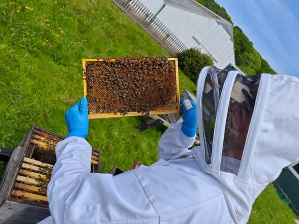 Wythenshawe Park Bee Club