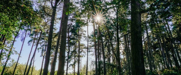 Delamere Forest