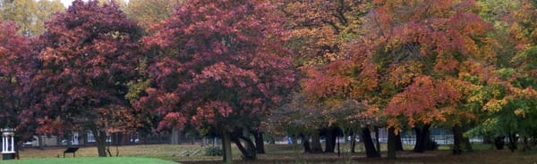Alexandra Park