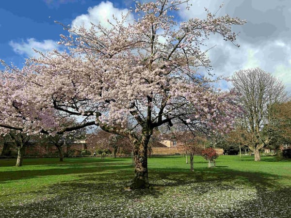 Didsbury Park