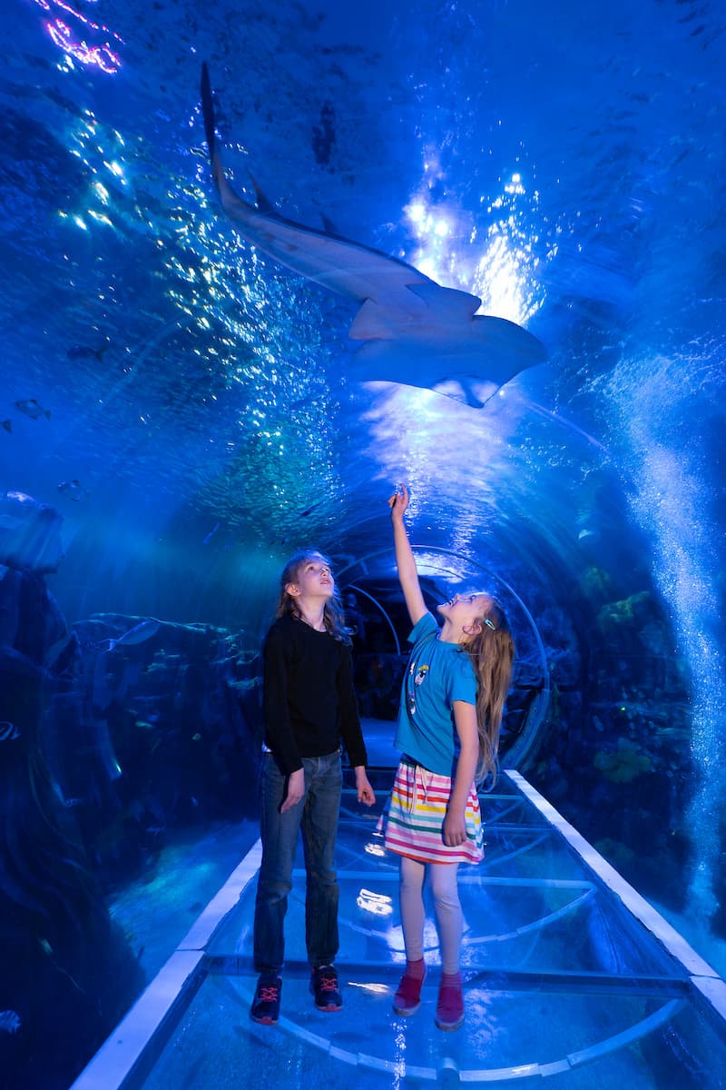 Animal Crossing: New Horizons at SEA LIFE Manchester - image 1